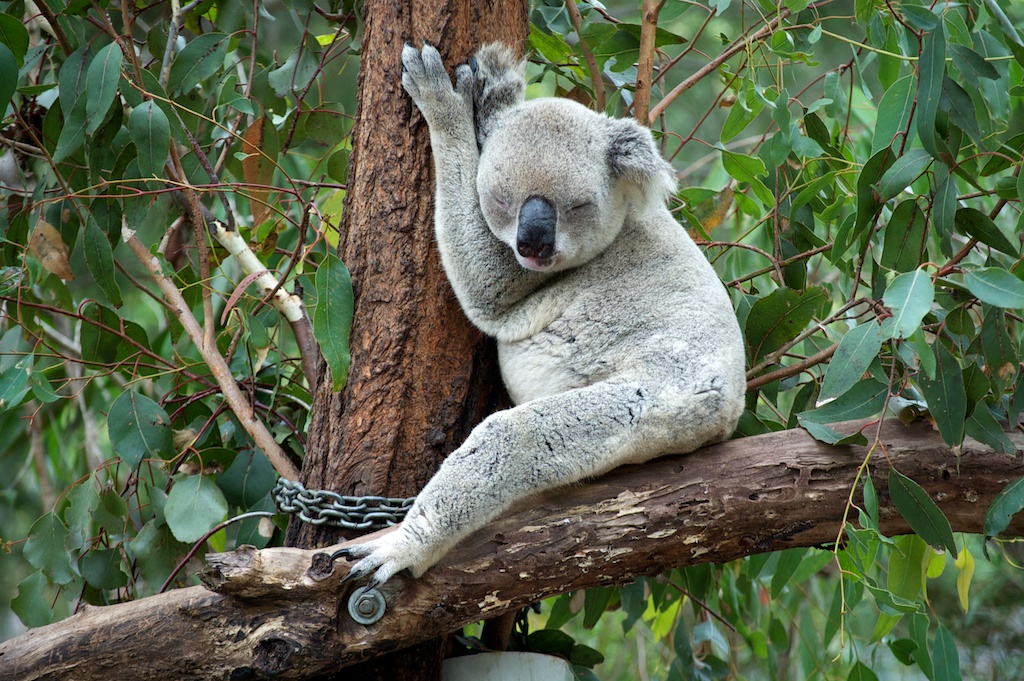 strong Sleepy Koala/strong br Focal Length: 110.0 mm br Exposure: 1/200 br ...