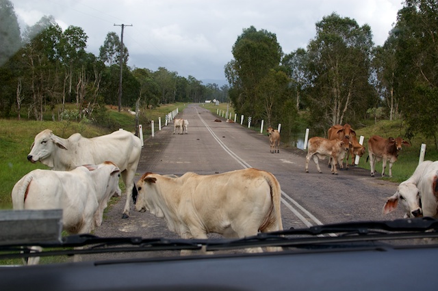 Horned Bull Blockade