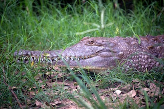 Crocodile