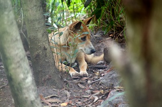 Dingo