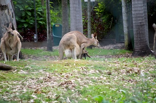 Kangaroos