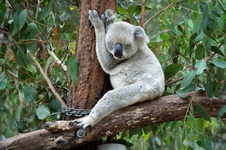 Sleepy Koala