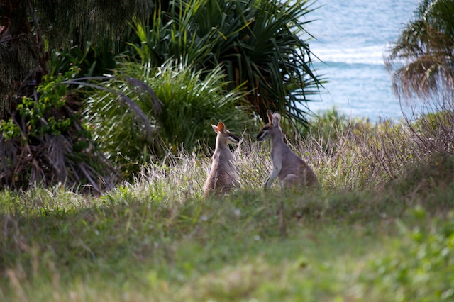 Cute Wallabies