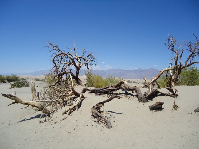 DeathValleyTree