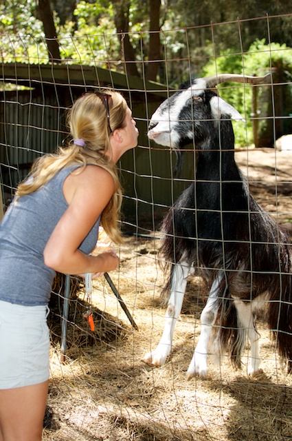 Kissing Mr Goat