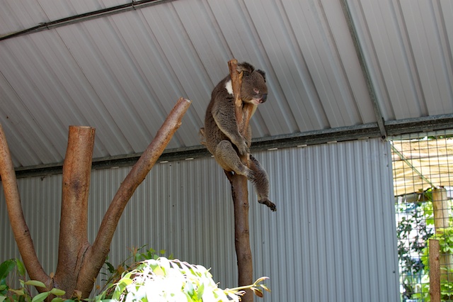 Koala on a Stick