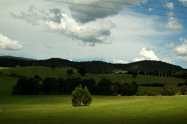 A divine tree in Yarra Valley