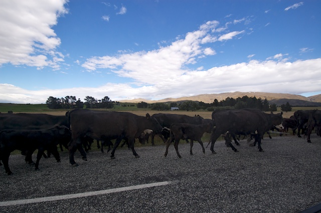 Cow Blockade