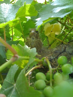 Mini birdies!