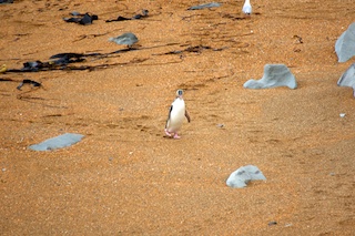 Penguin Walk Of Shame
