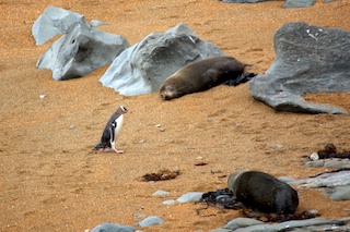 Penguin Walk Of Shame 2
