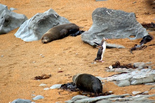 Penguin Walk Of Shame