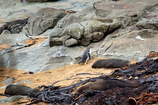 Penguin Walk Of Shame 2