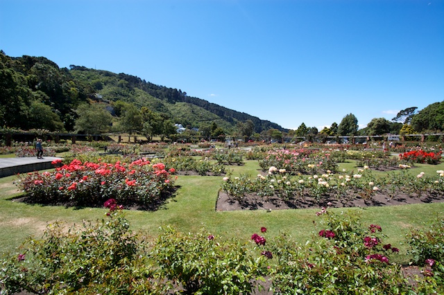 Lady Norwood Rose Garden