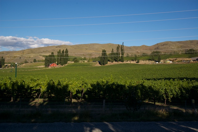 The Vineyards